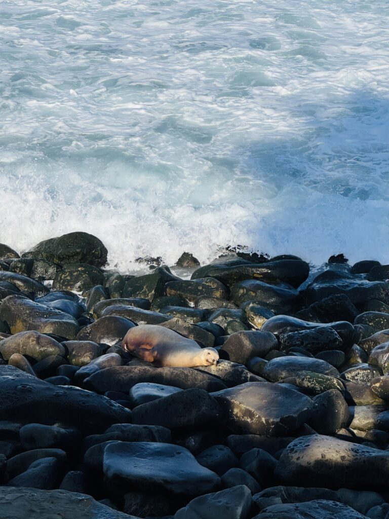 a Jolla sea lion laying on rocks in the ocean