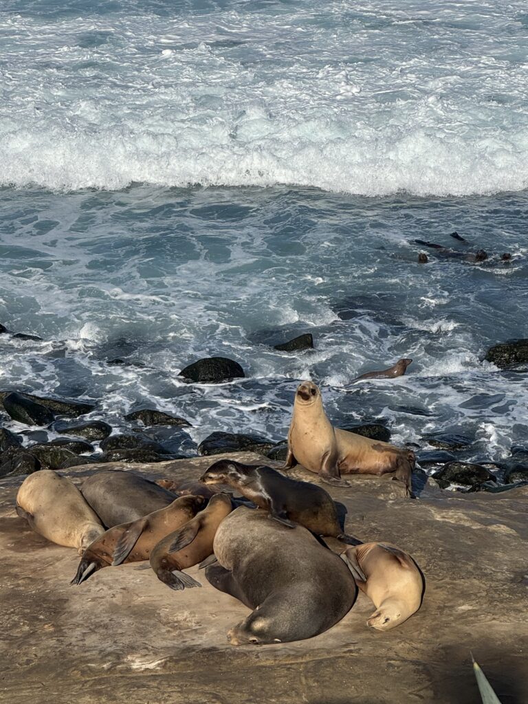 La Jolla sea lions sleeping on rocks