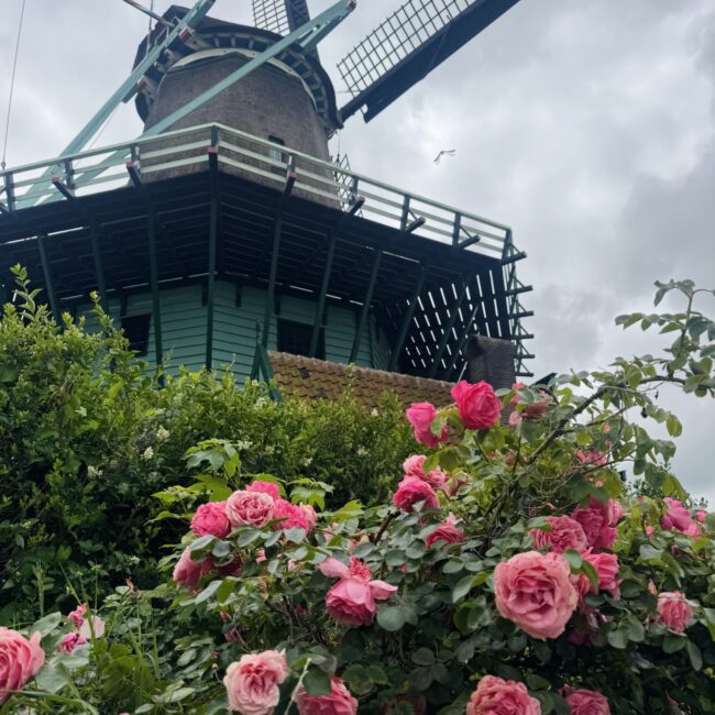 Windmill with pink florals