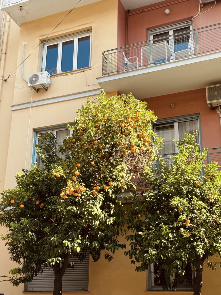 Orange trees lining Athens street