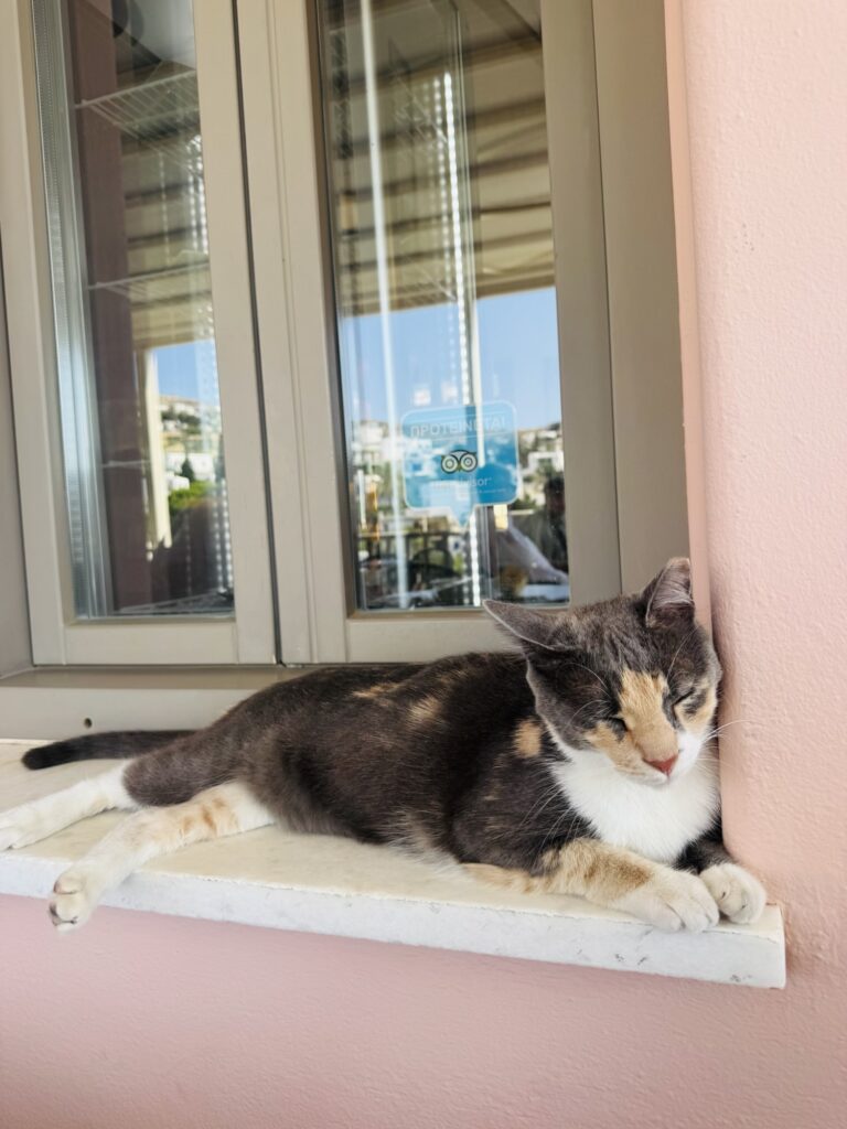 Cat sleeping at cafe in Greece