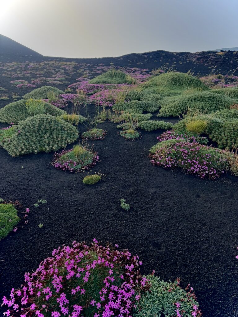 Natural flower beds on Mount Etna