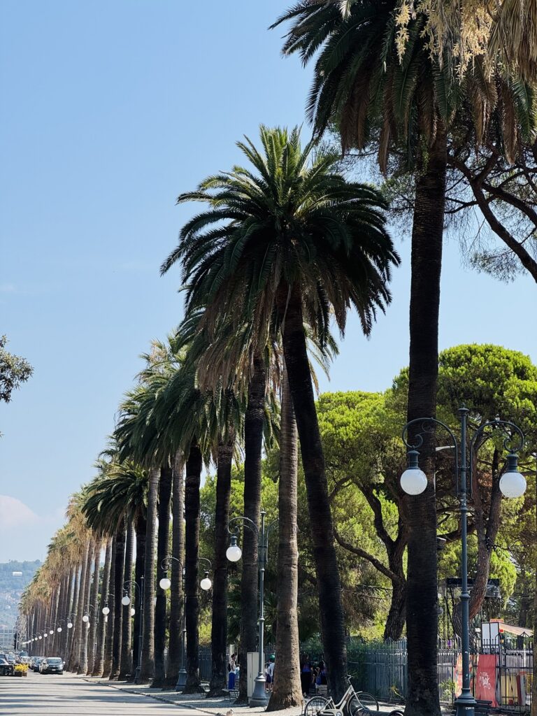 Palm trees along road in La Spezia